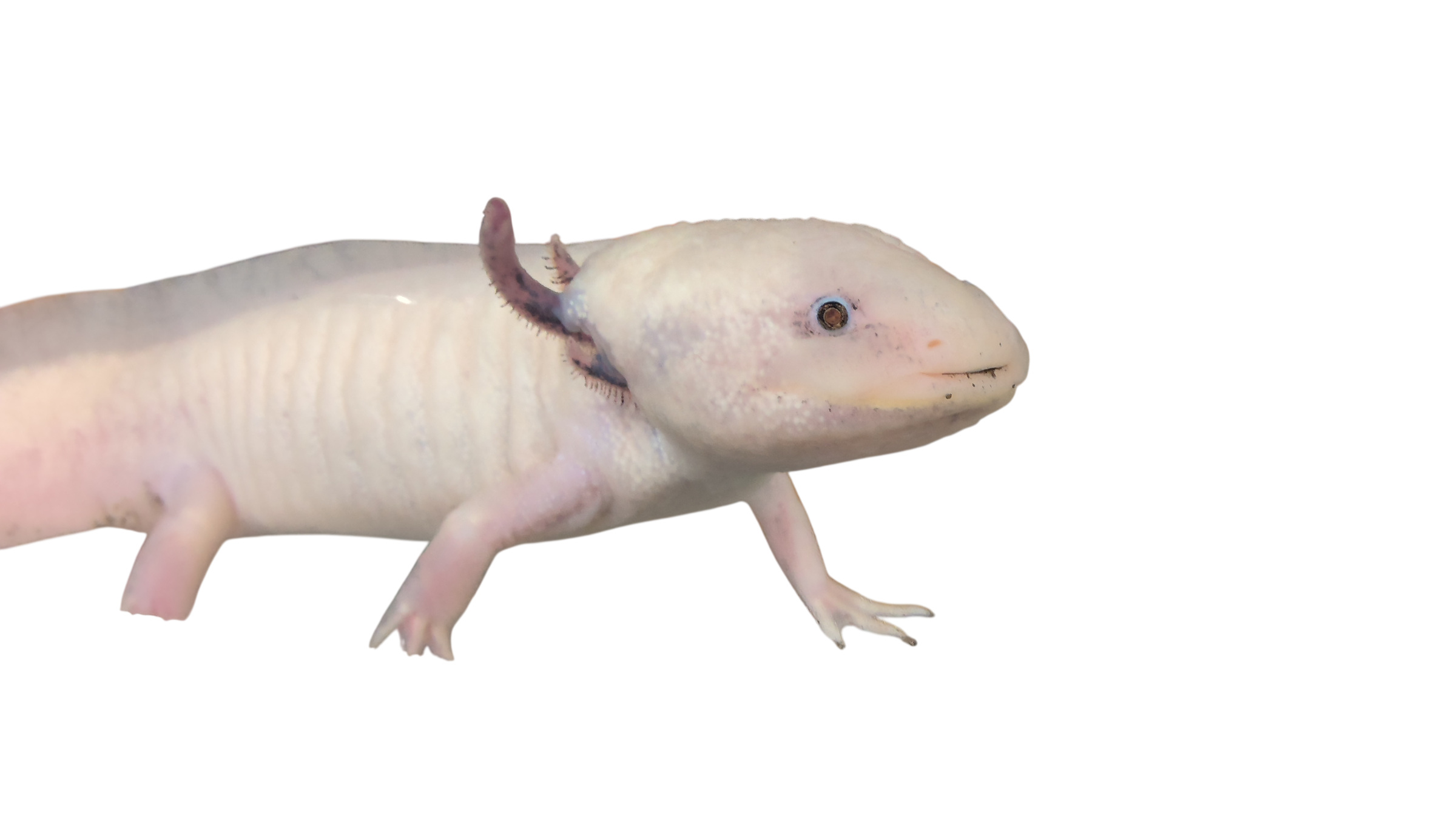 アラン